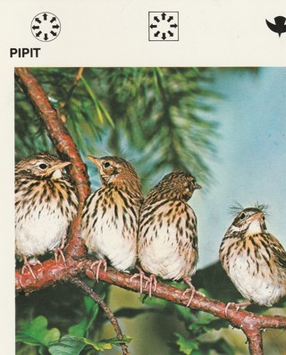 Vintage 1975 Leisure Books Animal Card: crdgin3: PIPIT