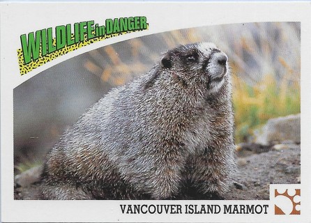 1992 Panini Wildlife in Danger #28 Vancouver Island Marmot