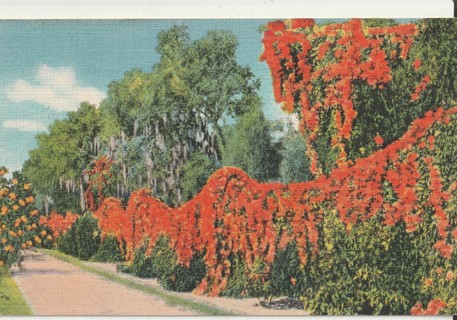 Vintage Unused Postcard: gin: Flame Vine in Florida 