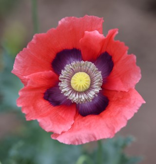 200 + Red Poppy seeds, Papaper somniverum, organically grown, culinary grade