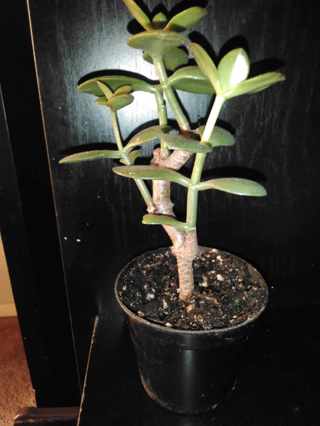 JADE Succulent  (Crassula Ovata) "False Bonsai"   *Already has roots!!! 