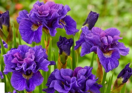 Siberian Iris Seeds