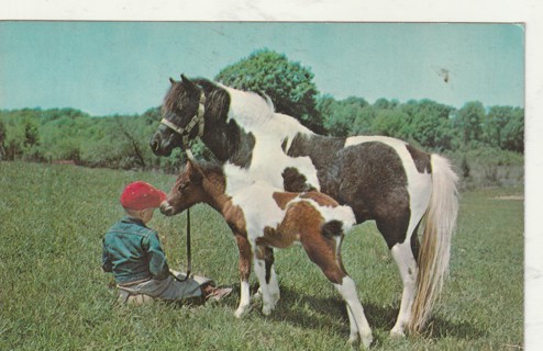 Vintage Unused Postcard: (g) Boy, Mare, Foal