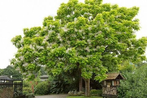 Southern Catalpa and Southern Magnolia Seed Pods