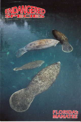 Vintage Postcard Manatee