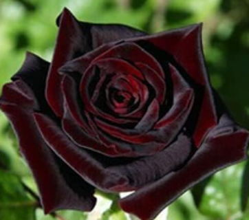 Dark Burgundy Rose