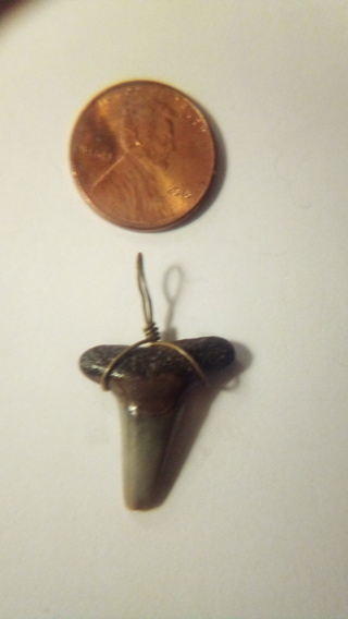 Wire wrapped shark tooth , pendant 