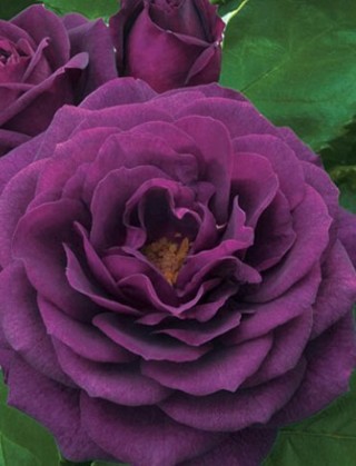 Deep Purple Rose