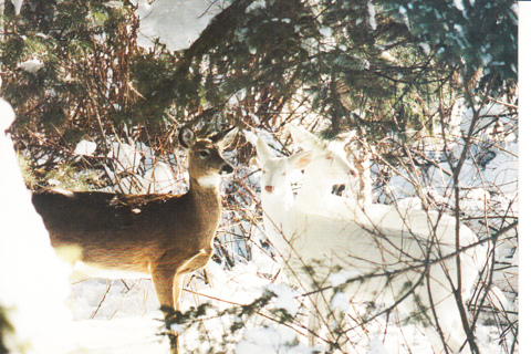 Vintage Postcard Albino Deer