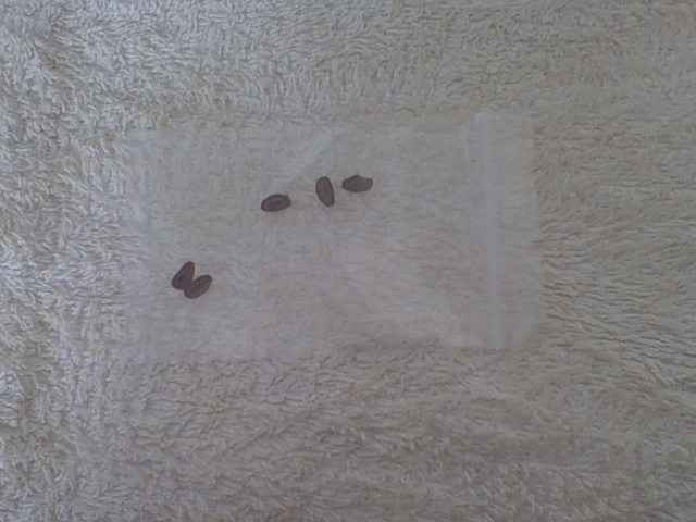 Free: (5) SNOWY MILKWEED SEEDS