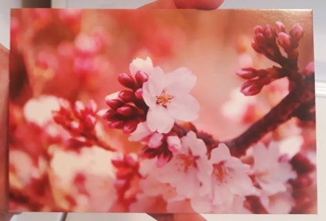 Spring Blossoms postcard (blank, unused)