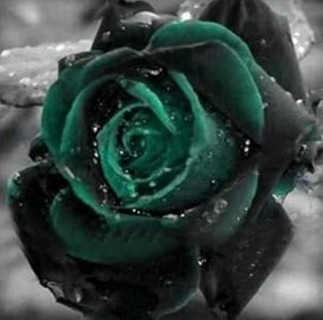 Very Dark Green Rose!