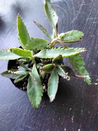 MOTHER OF 1000's  Kolanchoe Starter Plants (5 Starters)