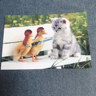 Kitten and Chicks Print, Free Mail