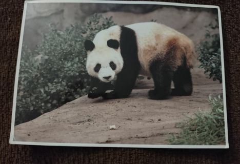 Old wildlife Panda bear Vintage North American Wildlife Postcard