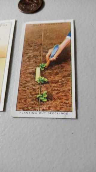 Planting Out Seedlings