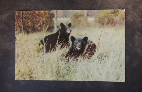 Two Bears Postcard 