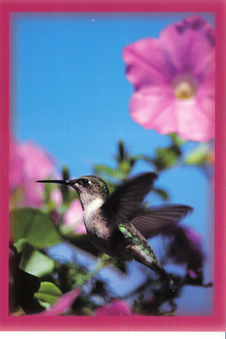 Vintage Postcard Hummingbird