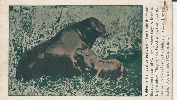 Vintage Used Postcard: j: 1938 California Hair Seal or Sea Lion