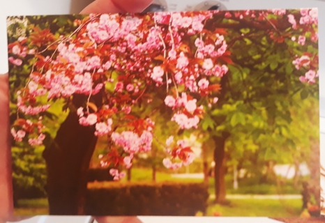 Spring Blossoms on Tree Postcard (blank, unused)