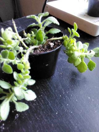 Vick's Plant (succulent)  Fully Rooted - Sent Bare Root. Read Description!
