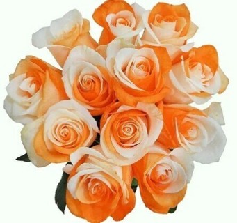 Orange and Ivory Roses