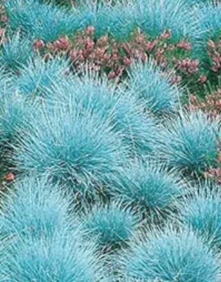 Blue Fescue for You