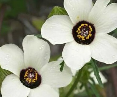 Trionum Hibiscus