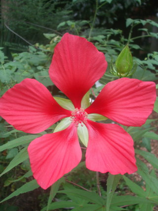 30 seeds of red Hibiscus Texas Star / Hibiscus Coccineus