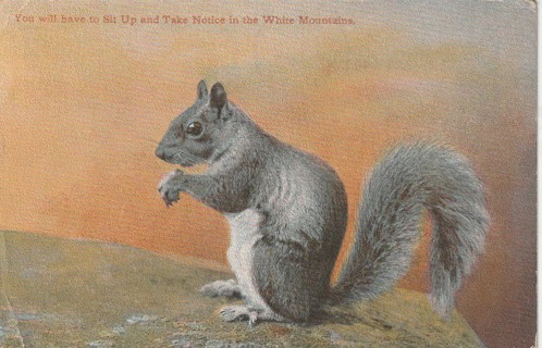 Vintage Used Postcard: Pre Linen: White Mountains, NH