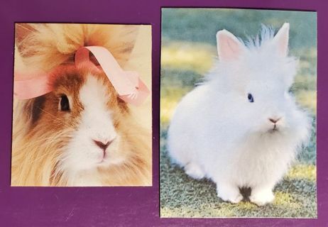 Bunny Rabbit Magnets