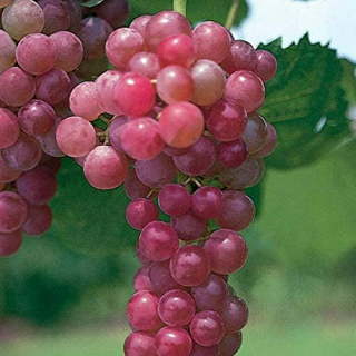 Giant Red Globe Grape - 10 Seeds