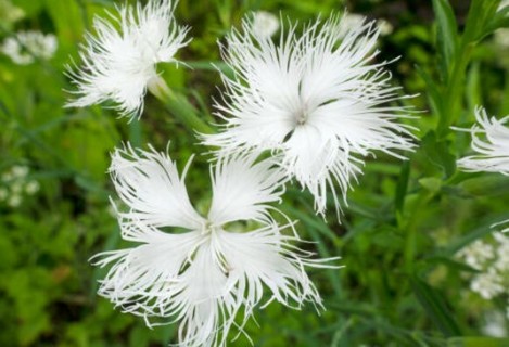 White Crimsonia