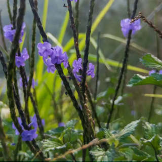 Blue Porterweed Snake Weed Seeds 150 seeds