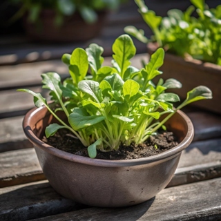 Organic Arugula Seeds