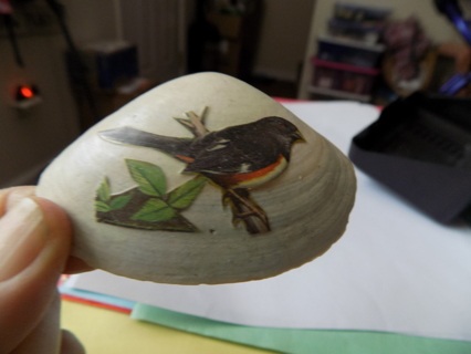 Sea Shell with hand painted Baltimore Oriole bird on it