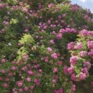 Purple Climbing Roses To Enjoy