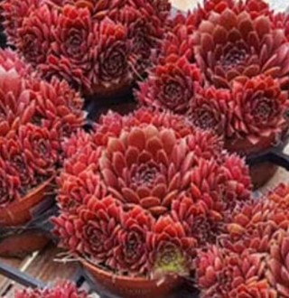 Red Hens and Chicks--- Red!!!!!!