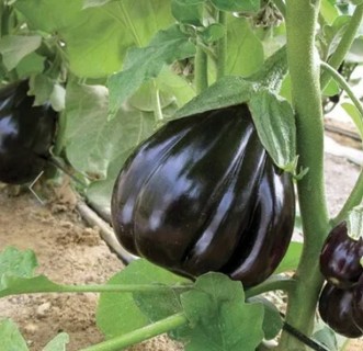 Black Beauty Eggplant!!