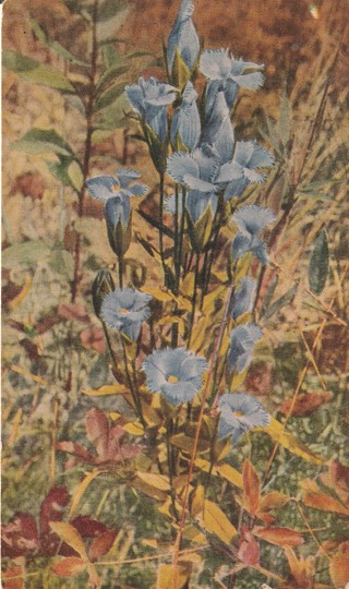 Vintage Unused Postcard: a: Fringed Gentian