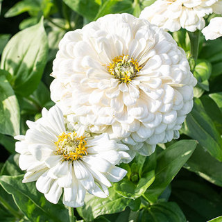 Polar Bear Zinnia