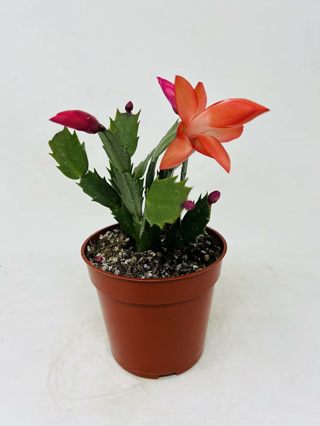 Red Christmas Cactus Plant - 4" Pot