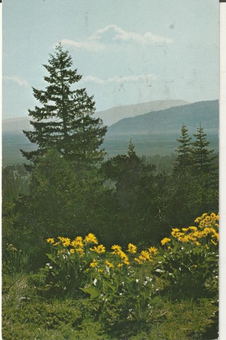 Vintage Unused Postcard: a: Sierra Valley, CA