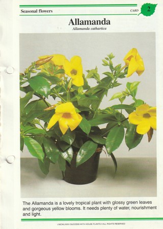 Success with Plants Leaflet: Allamanda