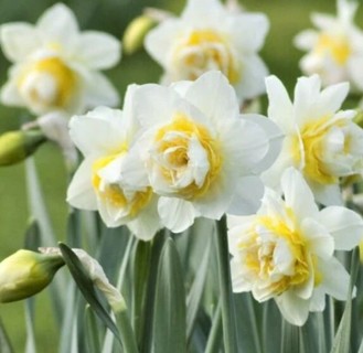 Double Daffodil Seeds