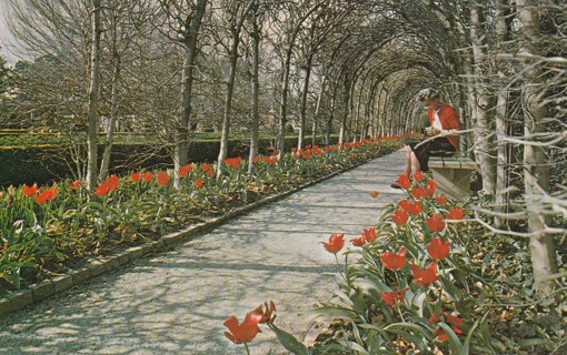 Vintage Used Postcard: gin k: Tulips at Palace, Williamsburg, VA