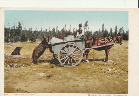 Vintage Unused Postcard: Yellowstone Park, 1905 A Bear Faced Steal