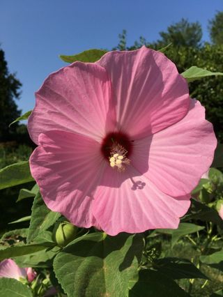 30 Pink Swamp Rose Mallow Seeds - Hardy Hibiscus Moscheutos, organic crop 2023