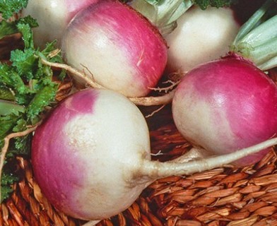 Purple Top White Globe Turnip!