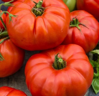 Beefsteak Tomato--10 seeds